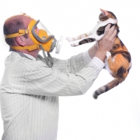 Найден виновник аллергии на кошек