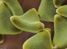 Пыльца леукофиллума имеет липкую оболочку, чтобы животные могли переносить ее